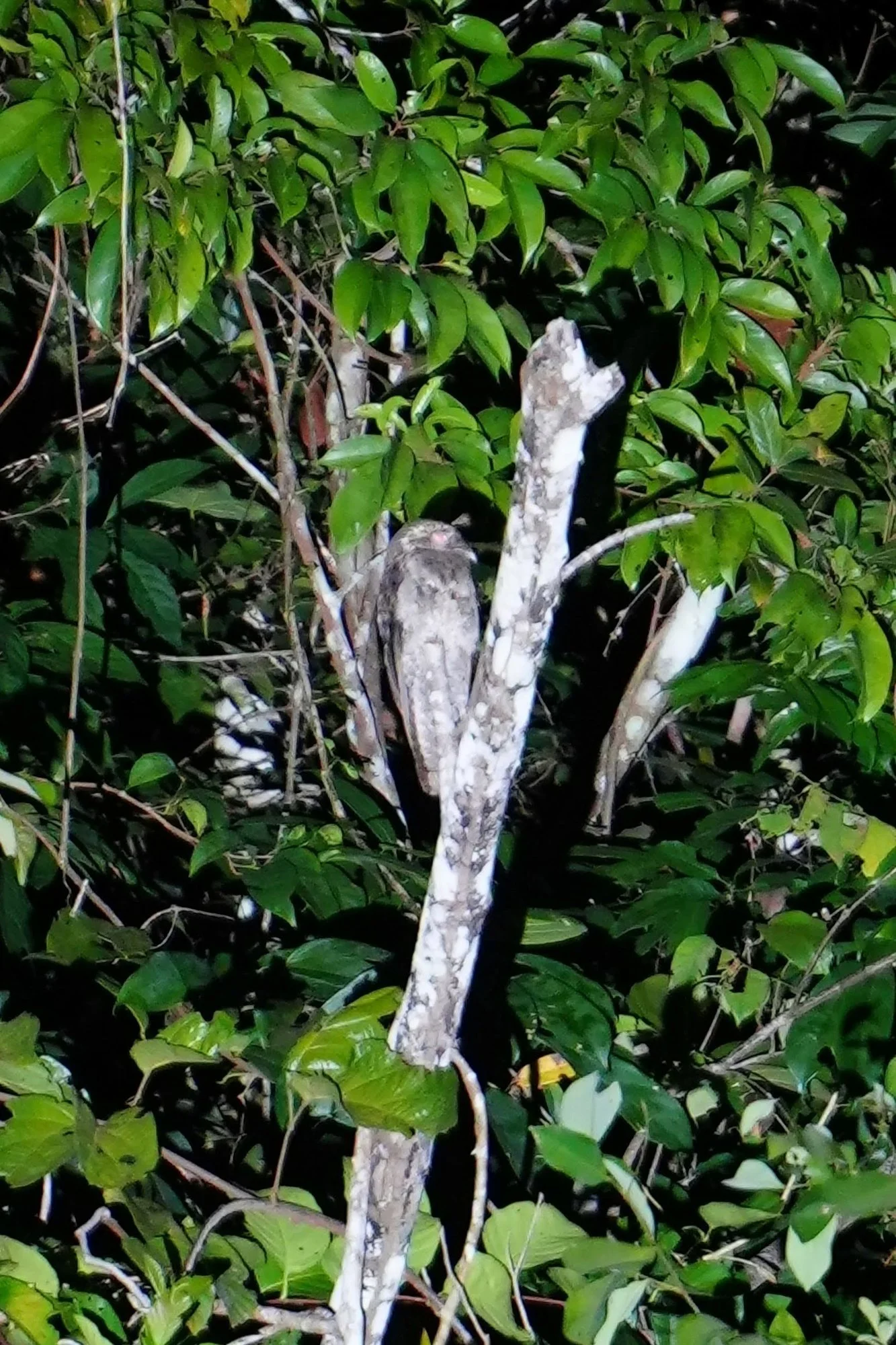 A potoo (Nyctibius sp.) sits upright among pale branches. By day its mottled feathers resemble bark; at night it hunts flying insects.