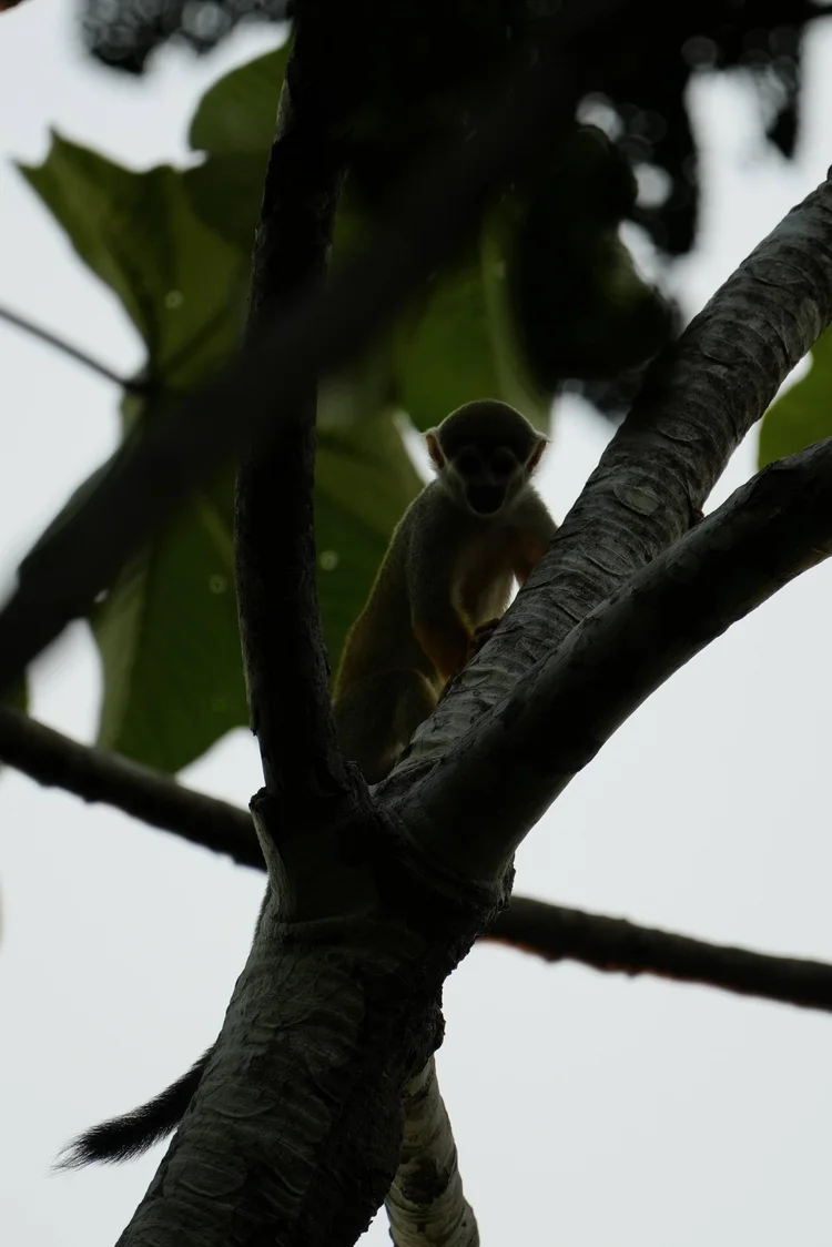 A squirrel monkey (Saimiri sp.) pauses in a branch fork near Manaus.