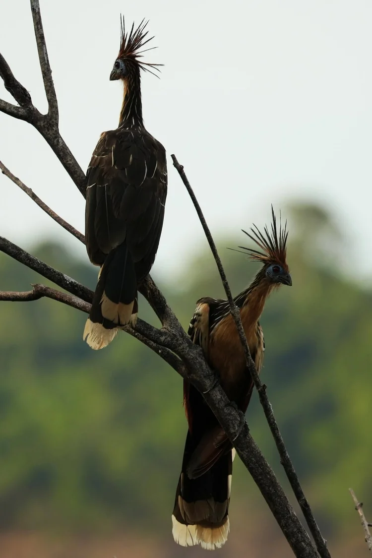 Two hoatzins (Opisthocomus hoazin) perch one above the other, pale-tipped tails hanging beneath the branches.