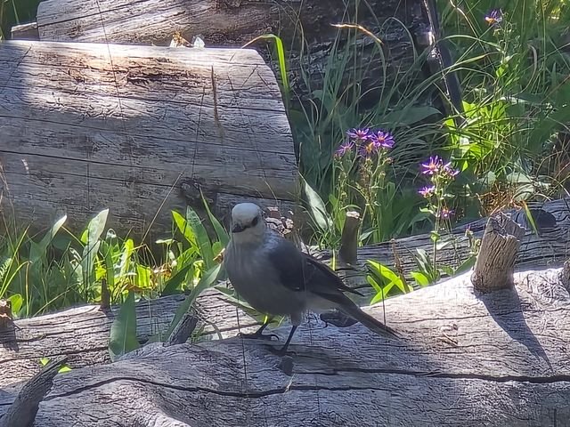 A Canada jay (Perisoreus canadensis) perches on weathered wood beside purple wildflowers.