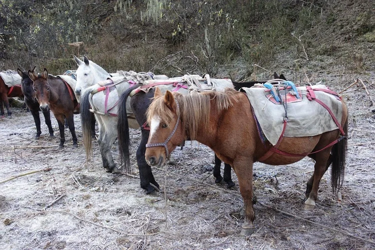 The pack animals stand ready on frost-white ground at Yaktsa Camp.