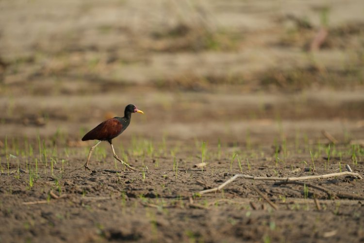 A wattled jacana (Jacana jacana) steps across mud. Its exceptionally long toes also spread its weight over floating vegetation.