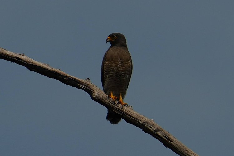 Probably a roadside hawk (Rupornis magnirostris), perched above the river with yellow eyes and finely barred underparts.