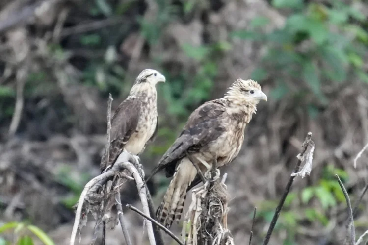 Two young yellow-headed caracaras (Daptrius chimachima) share exposed branches, still wearing mottled brown-and-buff plumage.