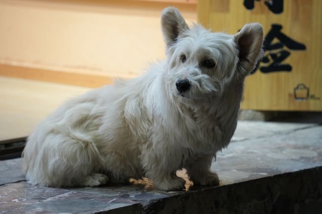 A small white dog sits on a stone doorstep.