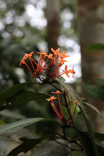 Clusters of orange flowers rise on slender red tubes above glossy leaves.