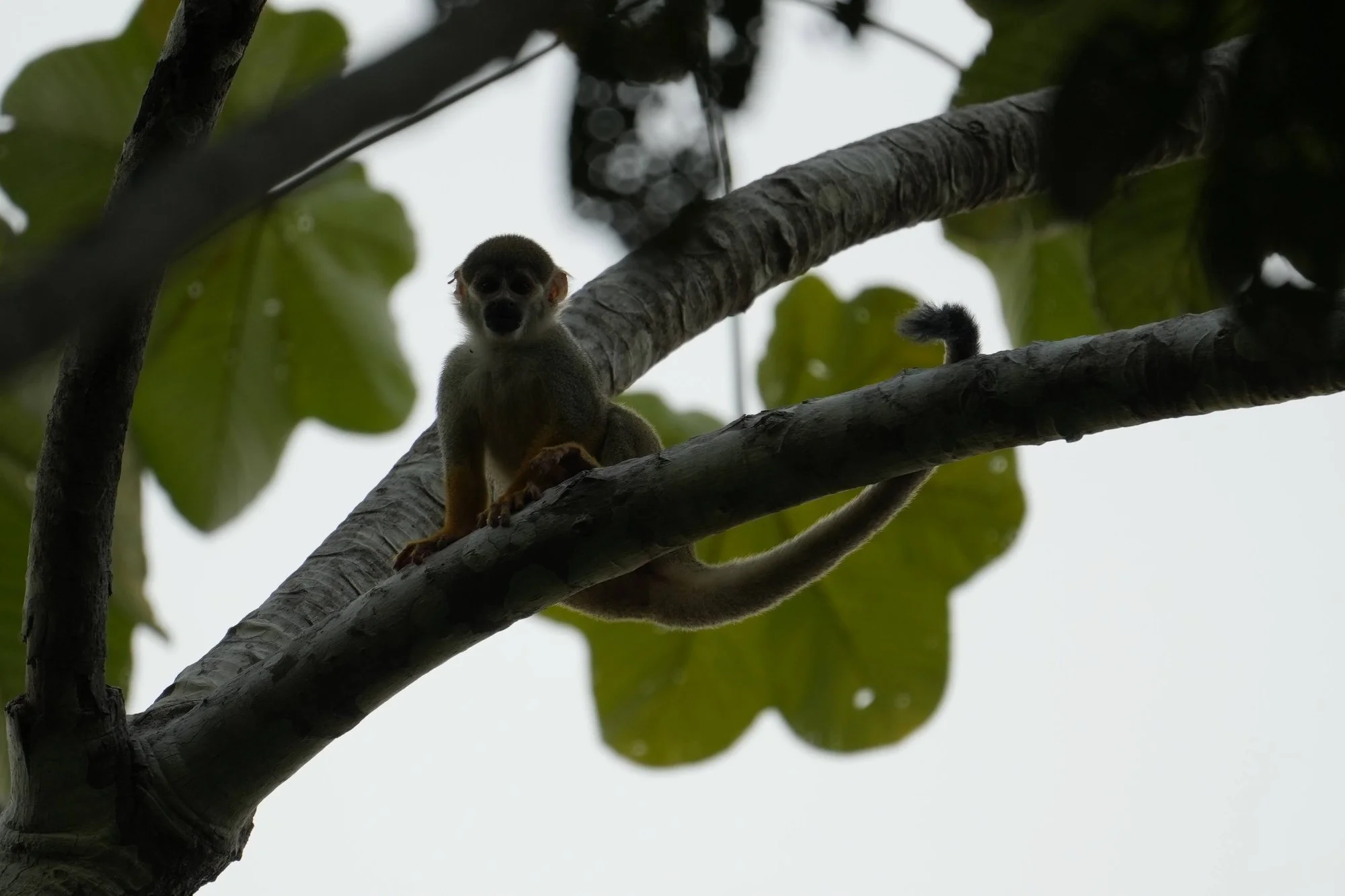 A squirrel monkey (Saimiri sp.) sits above the bank, its long tail helping it balance among the branches.