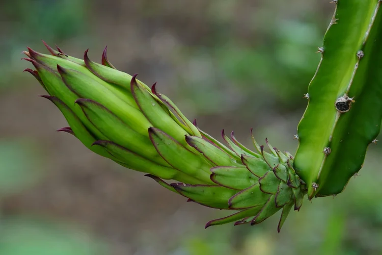 A dragon-fruit cactus (Selenicereus sp.) carries a large unopened bud. These climbing cacti usually flower at night.