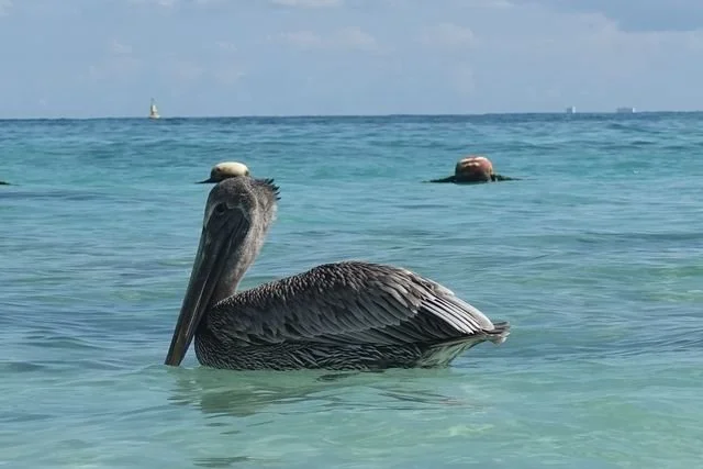 A brown pelican (Pelecanus occidentalis) floats on clear turquoise water, its long bill held close to the surface.