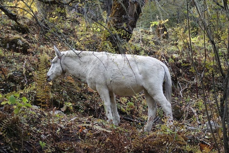 A white mule browses in the undergrowth at the edge of the forest.