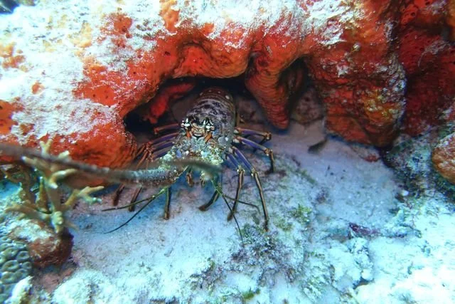 A Caribbean spiny lobster (Panulirus argus) shelters beneath a red-covered ledge off Playa del Carmen.