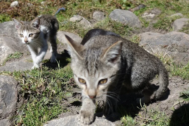 Two kittens step towards the camera across the stony ground.