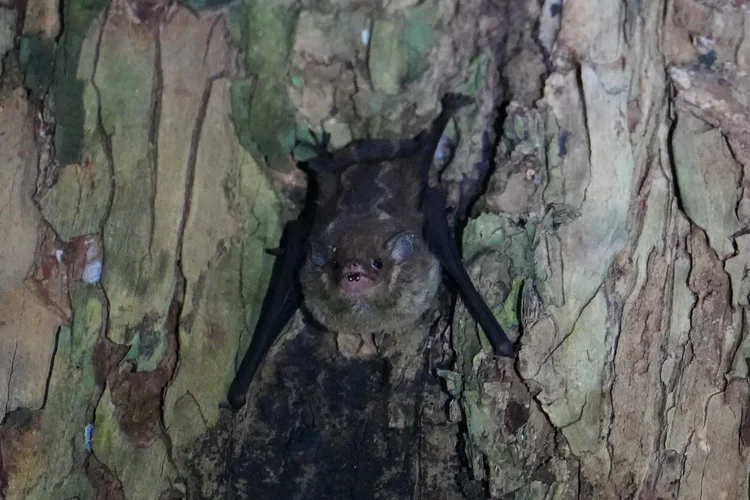 A sac-winged bat (Saccopteryx sp.) clings to bark, two wavy pale stripes visible along its back.