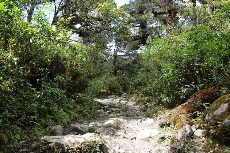 The path climbs over exposed stones beneath a canopy of leafy shrubs and mossy branches.