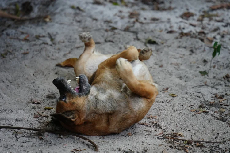 A domestic dog (Canis lupus familiaris) rolls on sandy ground in a riverside settlement.