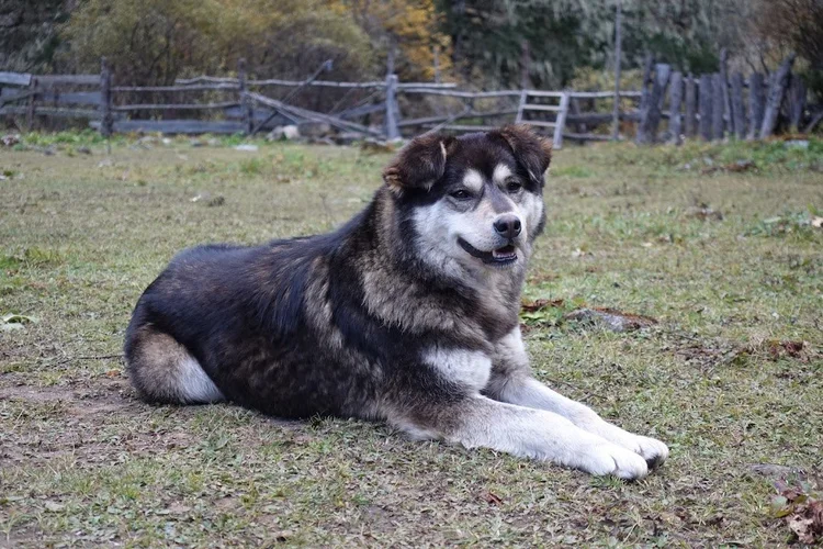 A dog settles on the grass beside the wooden fence.