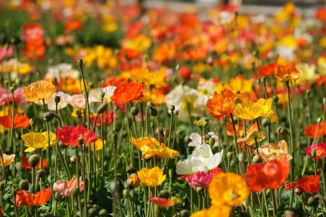 Poppies fill a sunlit flower bed at the Stone Forest, their yellow and orange petals scattered among white and red blooms.