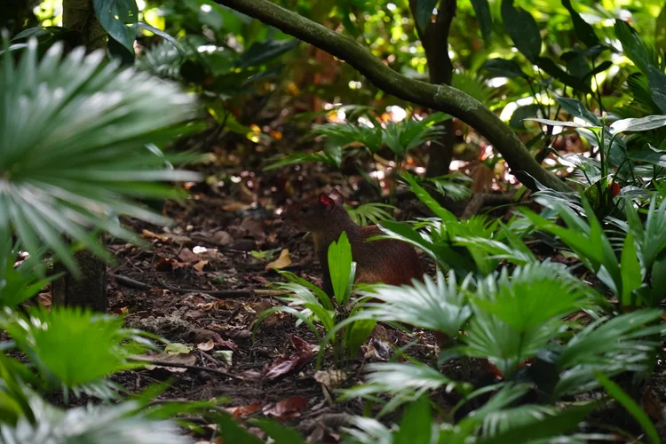 An agouti (Dasyprocta sp.) sits among palms and fallen leaves. Seeds it buries and leaves behind can grow into new trees.