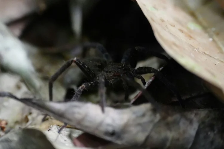A large hunting spider shelters in the leaf litter. Its species remains unidentified.