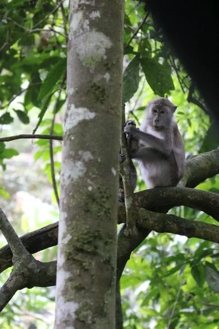A macaque sits among interlaced branches near camp.