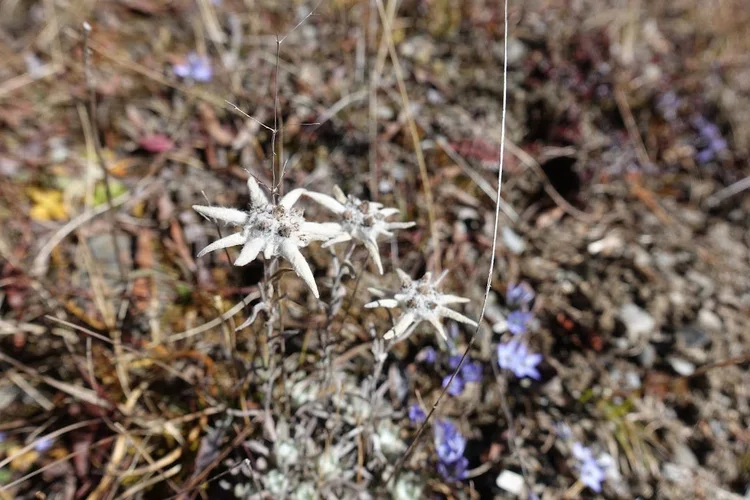 White, woolly, star-shaped flower heads among the dry grasses on the final day's climb.