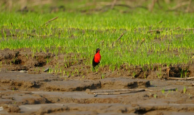 A male red-breasted meadowlark (Leistes militaris) stands among new shoots on a muddy bank.