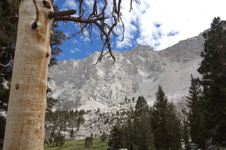 A weathered tree trunk and dark conifers frame the pale granite wall above a small green meadow.