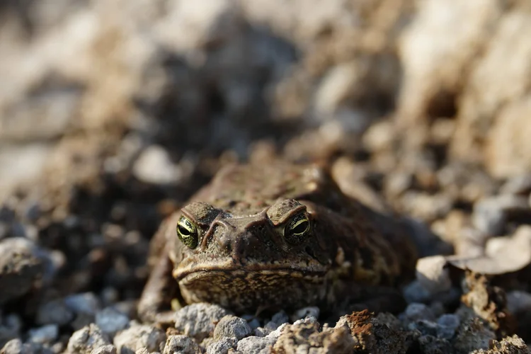 Probably a cane toad (Rhinella marina), crouched on rough soil and leaf litter. This large toad is native to the Amazon.