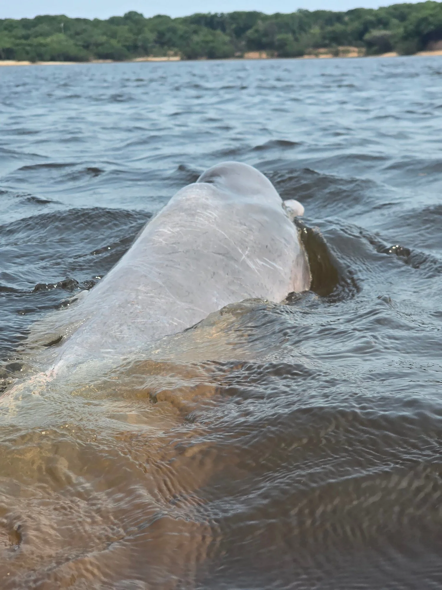 An Amazon river dolphin, or boto (Inia geoffrensis), surfaces in dark water near Acajatuba, showing a pale pink-grey back.