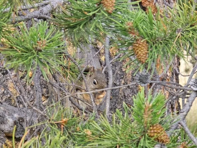 A red squirrel (Tamiasciurus hudsonicus) holds food among pine branches. Conifer seeds are a staple of its diet.