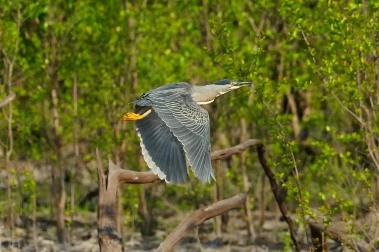 A striated heron (Butorides striata) passes the riverside vegetation with yellow feet trailing behind.