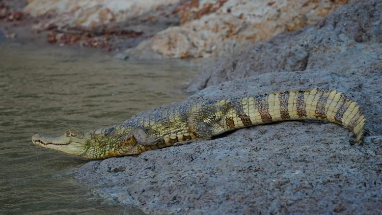 A spectacled caiman (Caiman crocodilus) lies beside the river, showing a banded tail and rows of protective back scales.