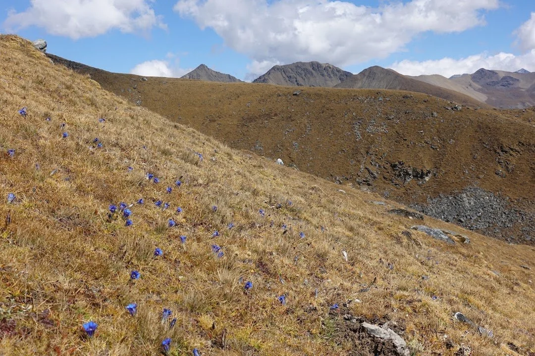 Blue gentians are scattered across the golden grass of the high hillside.