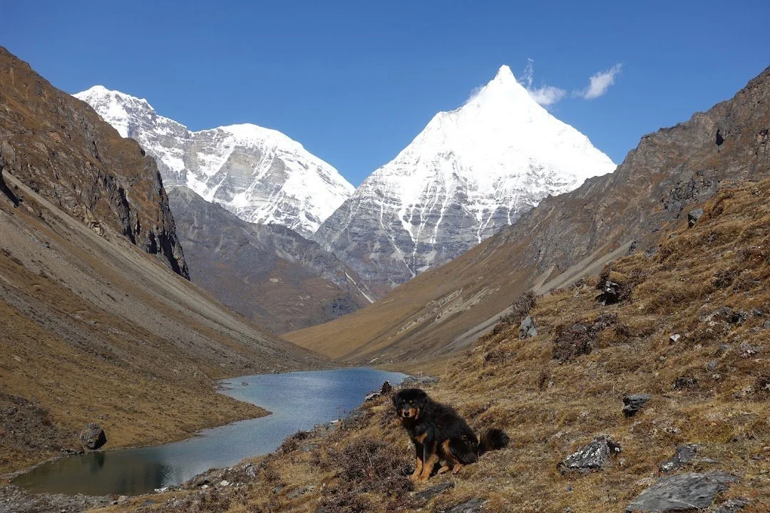 The black-and-tan dog sits above the narrow blue lake, framed by steep slopes and a snowy summit.