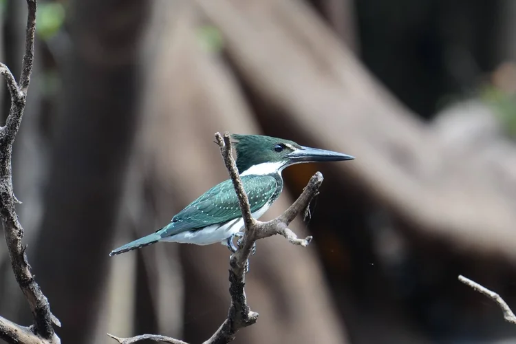 Probably a young Amazon kingfisher (Chloroceryle amazona), its green wings still scattered with pale speckles.