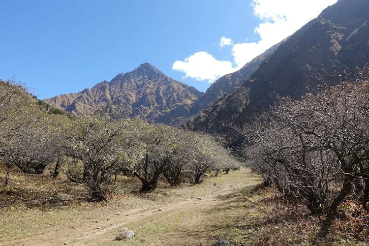 A quiet path runs between low trees beneath the bare mountain slopes.