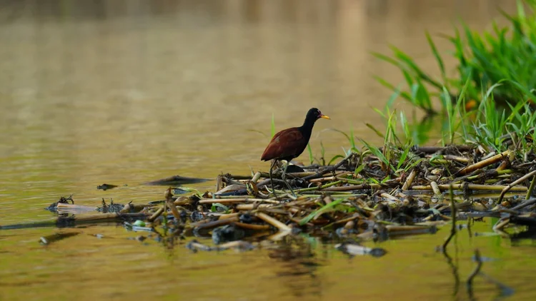 A wattled jacana (Jacana jacana) steps across a mat of waterside vegetation, supported by its long, spreading toes.