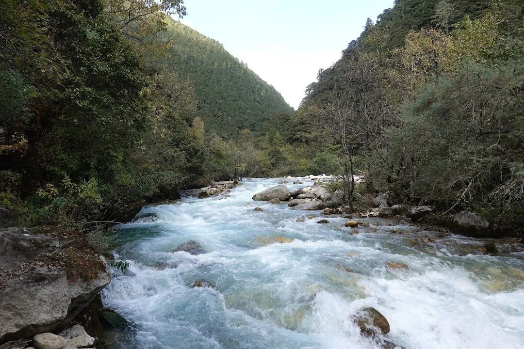 The Pa Chhu breaks into white water between boulders beneath the forested slopes.