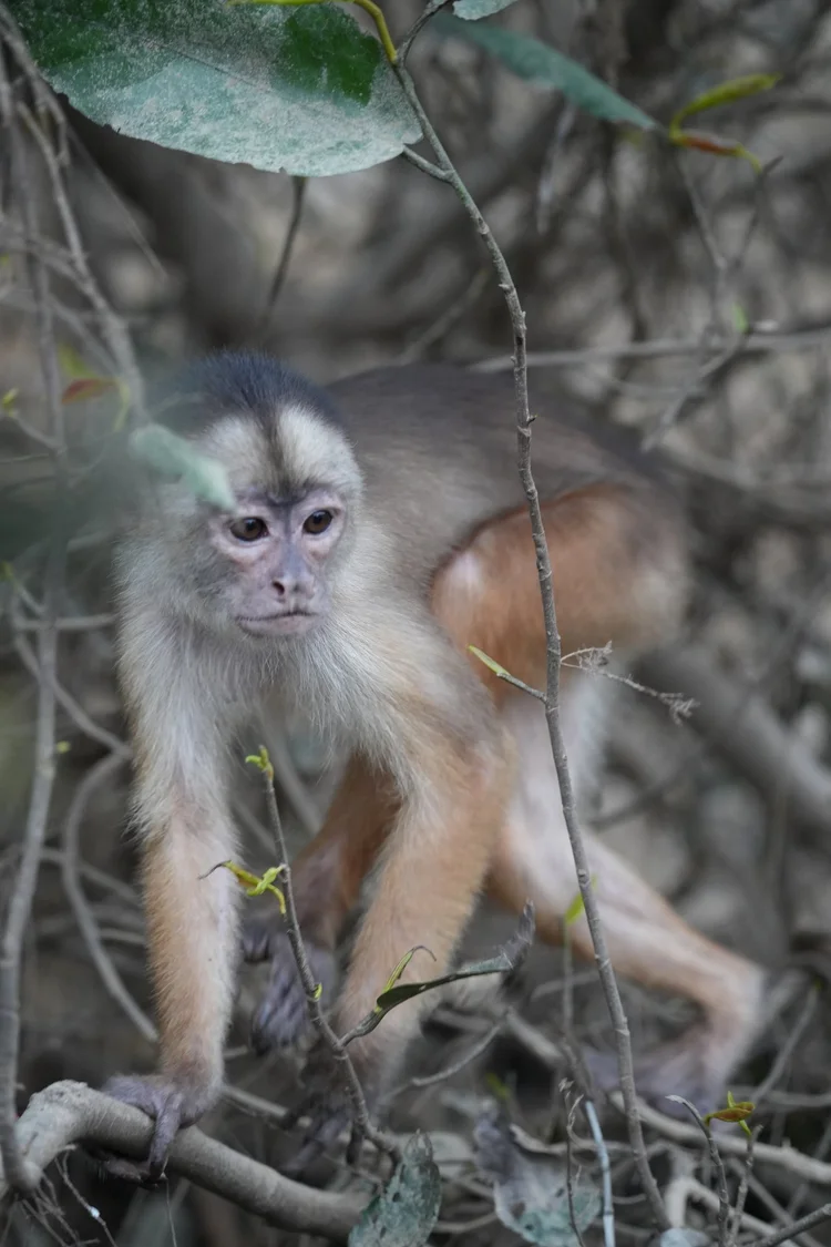 A white-fronted capuchin (Cebus albifrons group) pauses among branches. These monkeys forage for fruit, insects and other small prey.