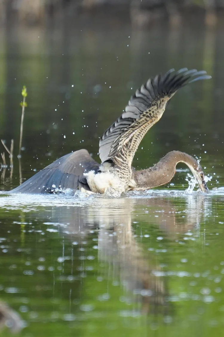 The young agami heron (Agamia agami) lunges, scattering droplets as its wings open.