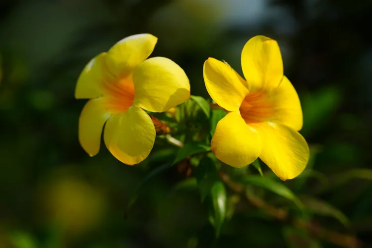 Two golden-trumpet flowers (Allamanda sp.) catch the sun in planted vegetation near Manacapuru.