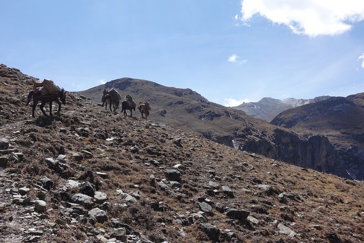 Loaded mules climb the stony slope above Tshopu, carrying the camp towards the next pass.