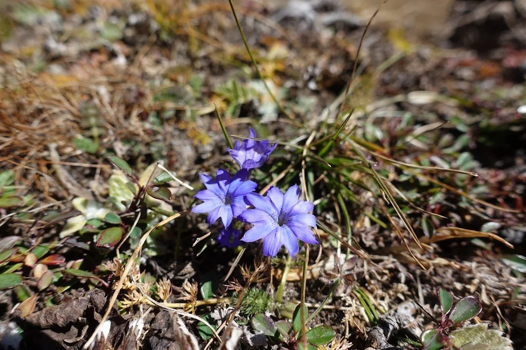 Likely a gentian (Gentiana sp.), its violet-blue flowers sit low among the short grass.