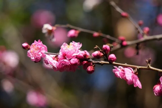 Pink blossoms and unopened buds line a slender branch.