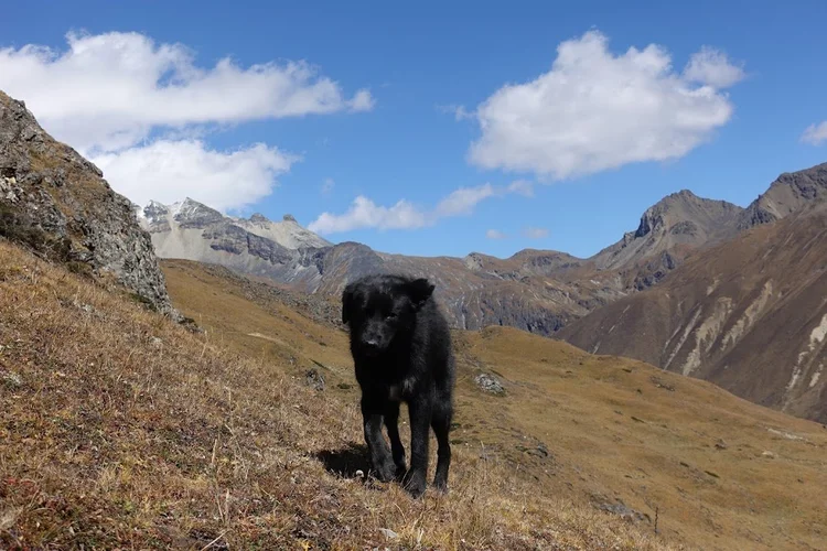 The black dog stands on the grassy slope above a deep mountain valley.