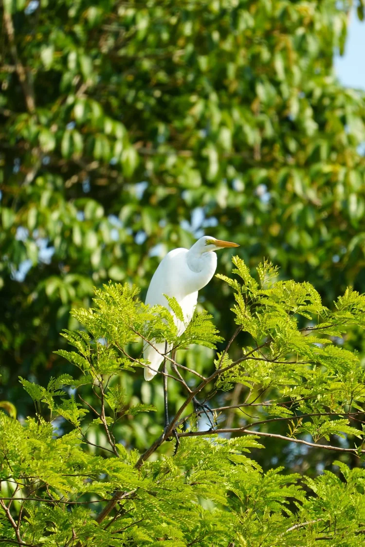 A great egret (Ardea alba) rests high in sunlit foliage.