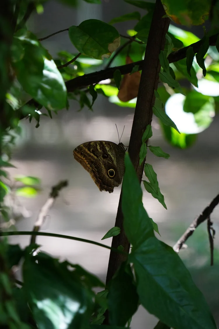 An owl butterfly (Caligo sp.) rests with its wings folded, revealing a large eyespot against a mottled brown underside.
