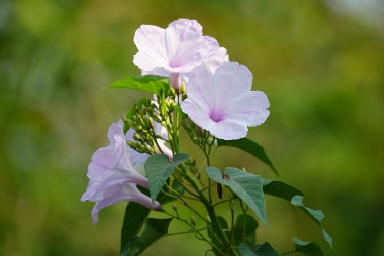 Probably pink morning glory (Ipomoea carnea), its pale flowers opening around darker throats near Manacapuru.