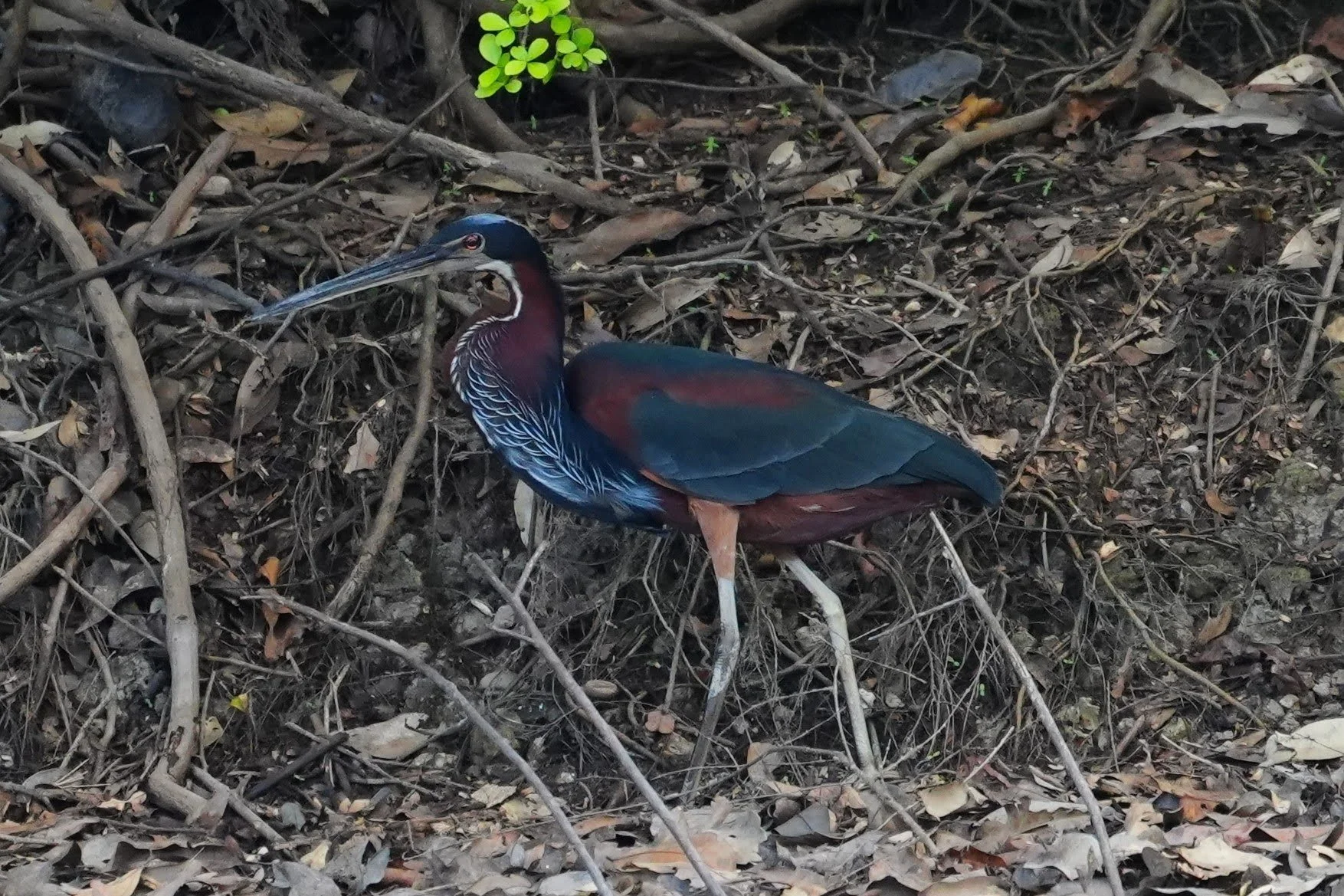 An adult agami heron (Agamia agami) stands among roots, displaying chestnut and blue-green plumage with fine pale neck feathers.