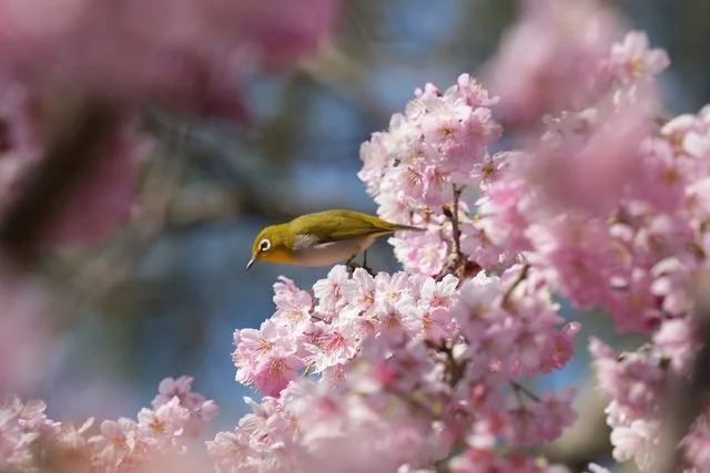 A white-eye leans along a flowering branch at Shengtian Park.